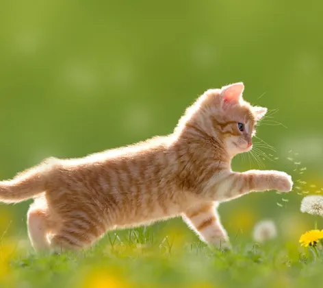 Cat playing with a dandelion in a grass field.